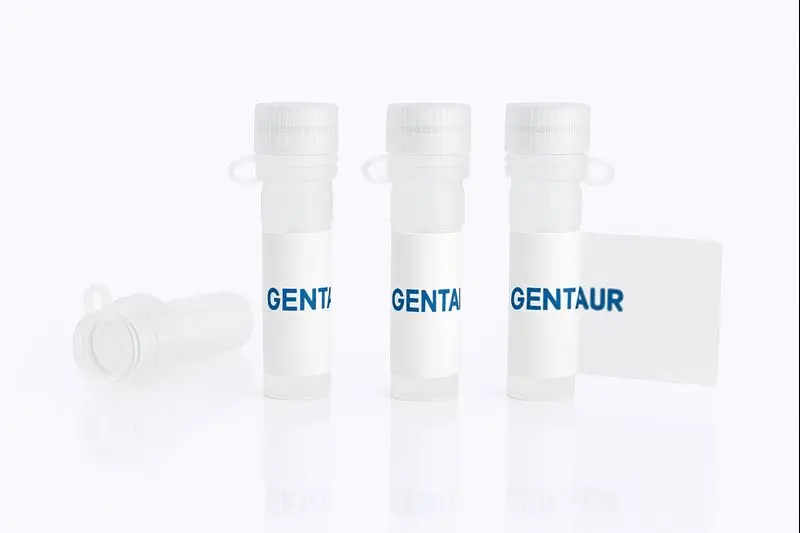 CDK1-CCNE1 Heterodimer, Human (sf9, His-GST)