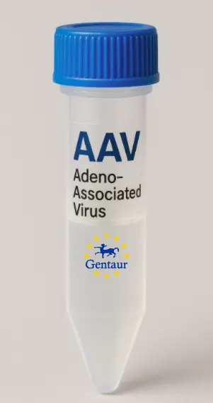 CD8B AAV Vector (Rat) (CMV)